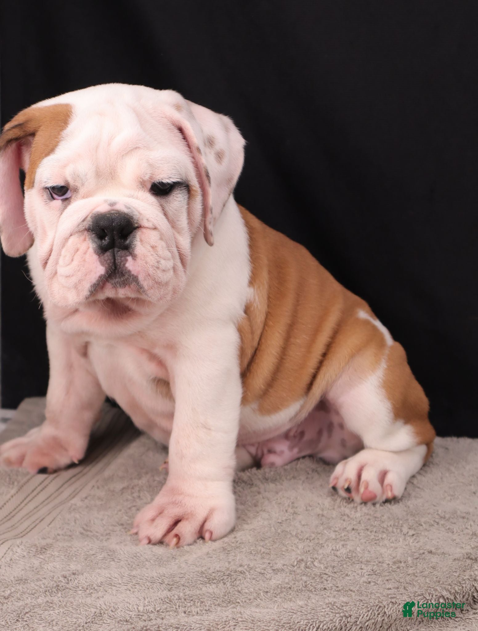 English Bulldog dogs Charlie  - Ad 2