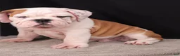 English Bulldog dogs for sale: Charlie  - Ad 3