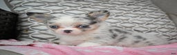 Chihuahua dogs for sale: Romeo - Ad 7