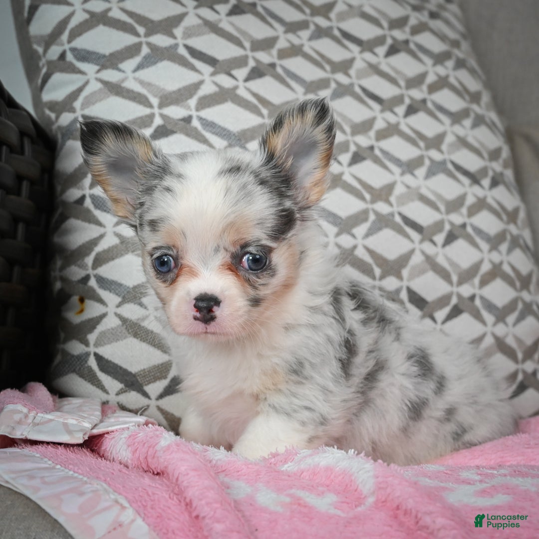 Chihuahua dogs for sale: Romeo - Ad 7