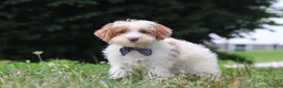 Yorkiepoo dogs for sale: Oreo - Ad 5