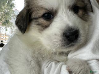 Great Pyrenees dogs White - Ad 14