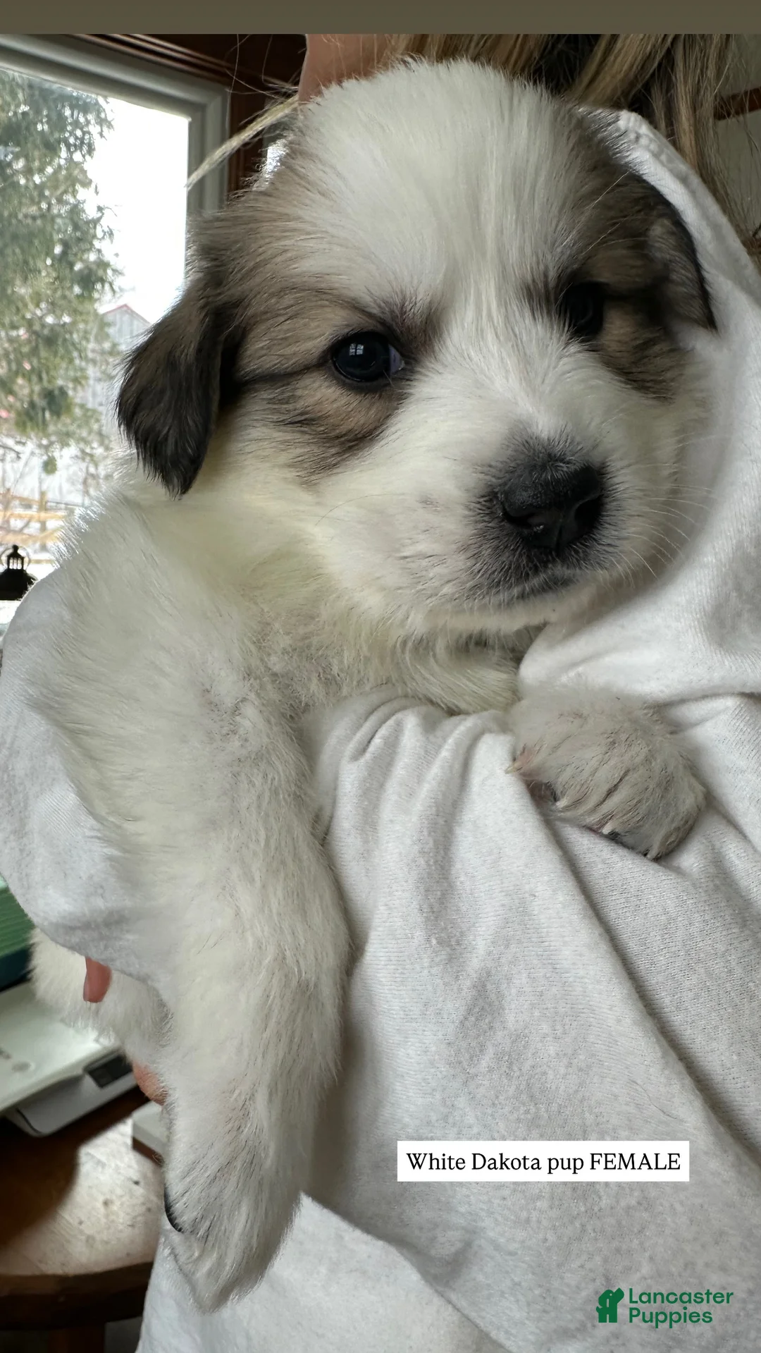 Great Pyrenees dogs for sale: White - Ad 1