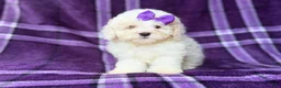 Bichpoo dogs for sale: Hope - Ad 3