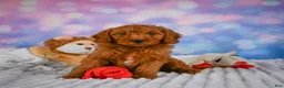 Mini Goldendoodle dogs for sale: Ivy - Ad 3