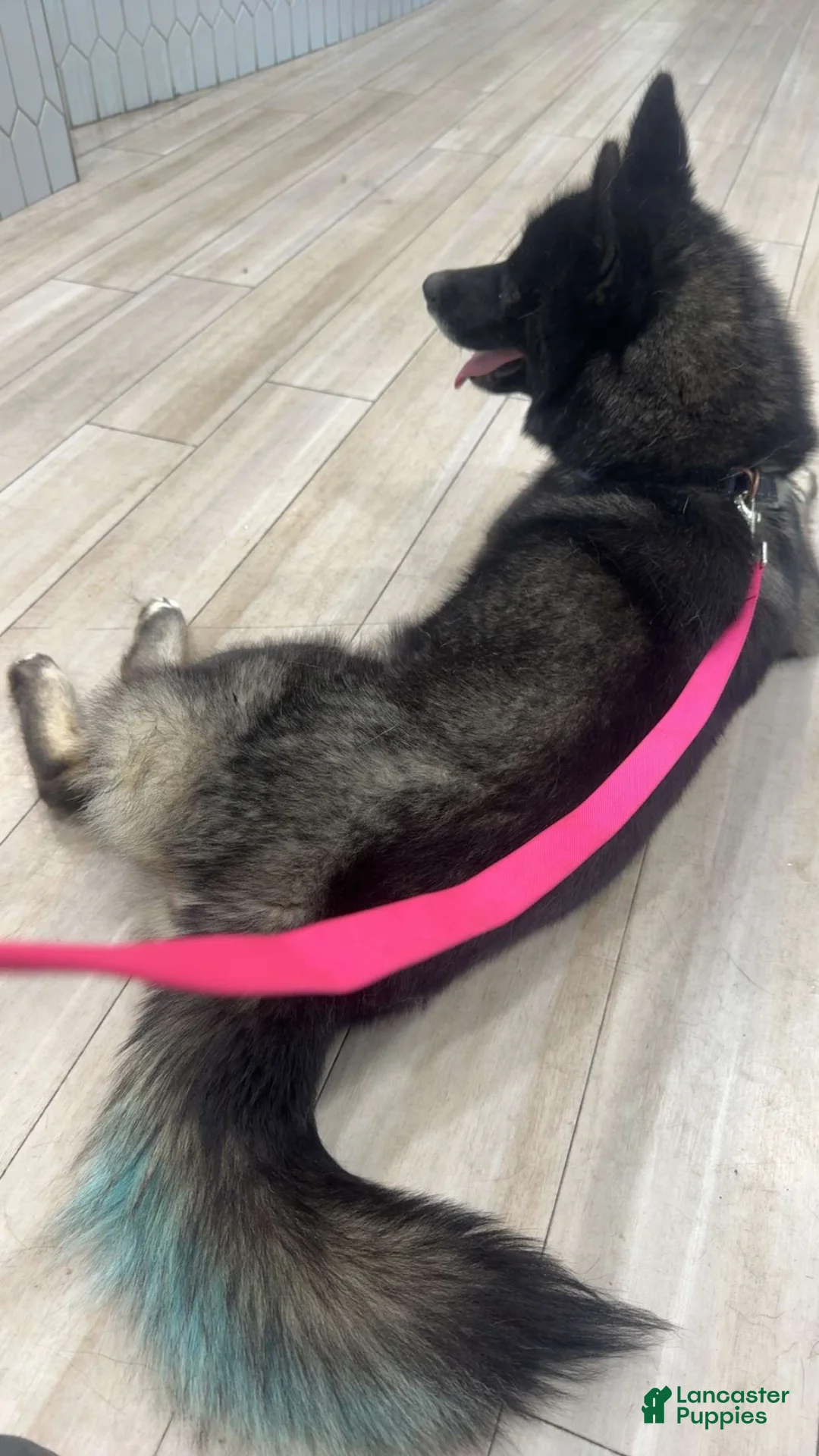 Siberian Husky dogs for sale: Siberian Husky Puppy 1 - Ad 3