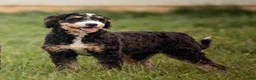 Mini Bernedoodle dogs for sale: Mr. Panda Bear - Ad 5
