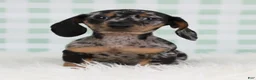 Miniature Dachshund dogs for sale: Pierre 🫐 - Ad 4