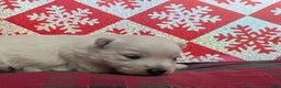West Highland Terrier dogs for sale: Snow Baby - Ad 7