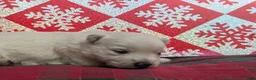 West Highland Terrier dogs for sale: Snow Baby - Ad 7