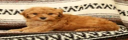 Mini Goldendoodle dogs for sale: Lilly - Ad 9