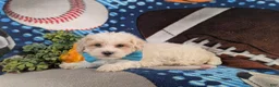 Maltipoo dogs for sale: Finn Hypoallergenic - Ad 4