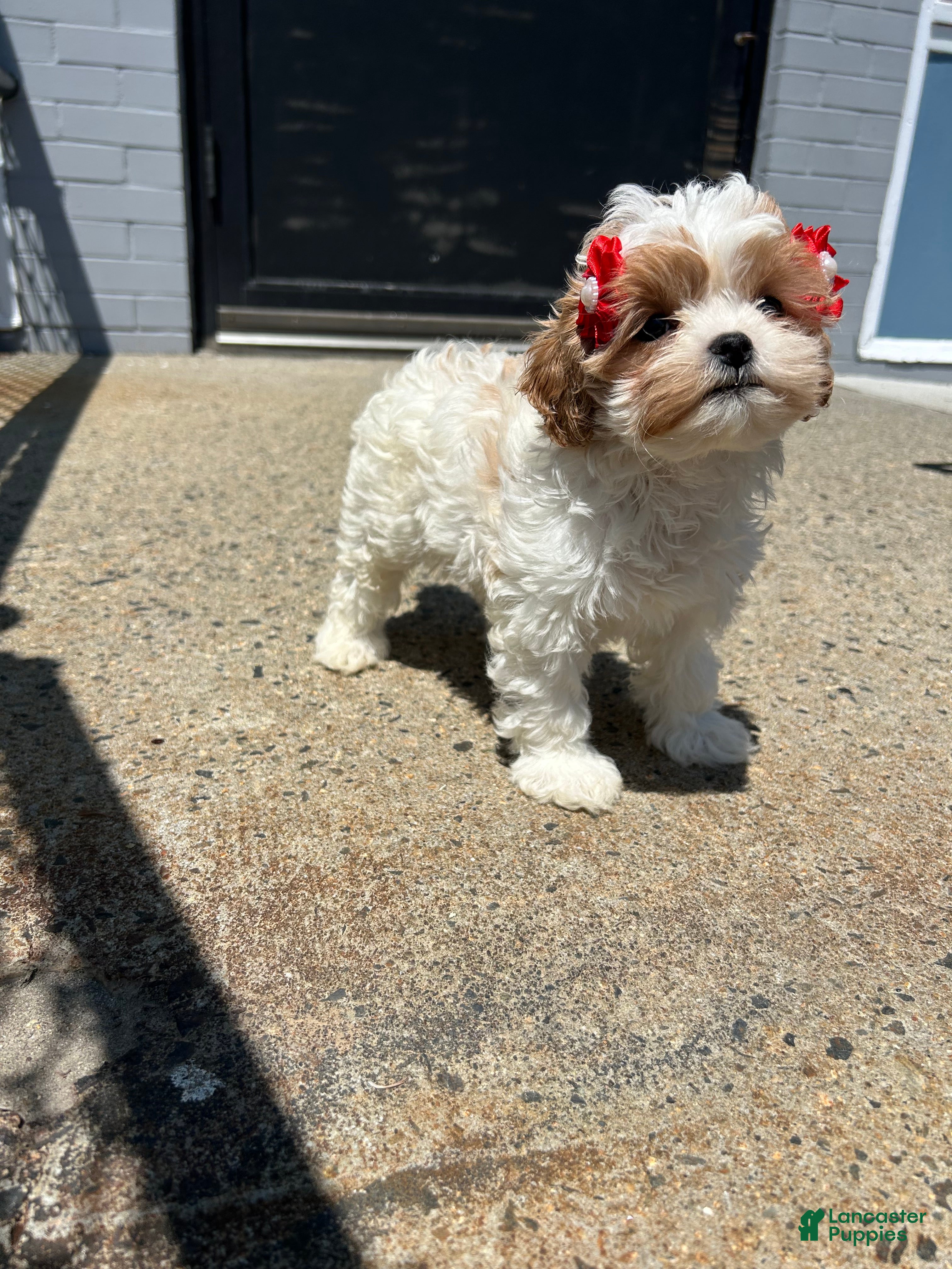 Cavapoo dogs Cavapoo 3 - Ad 5