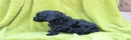 Toy Poodle dogs for sale: Sadie - Ad 4