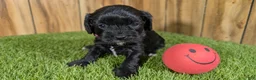 Cavapoo dogs for sale: Francis Girl 2 - Ad 1