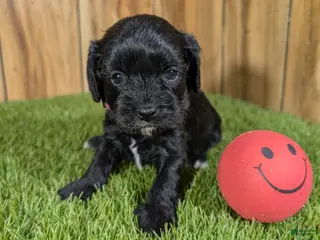 Cavapoo dogs Francis Girl 2 - Ad 22