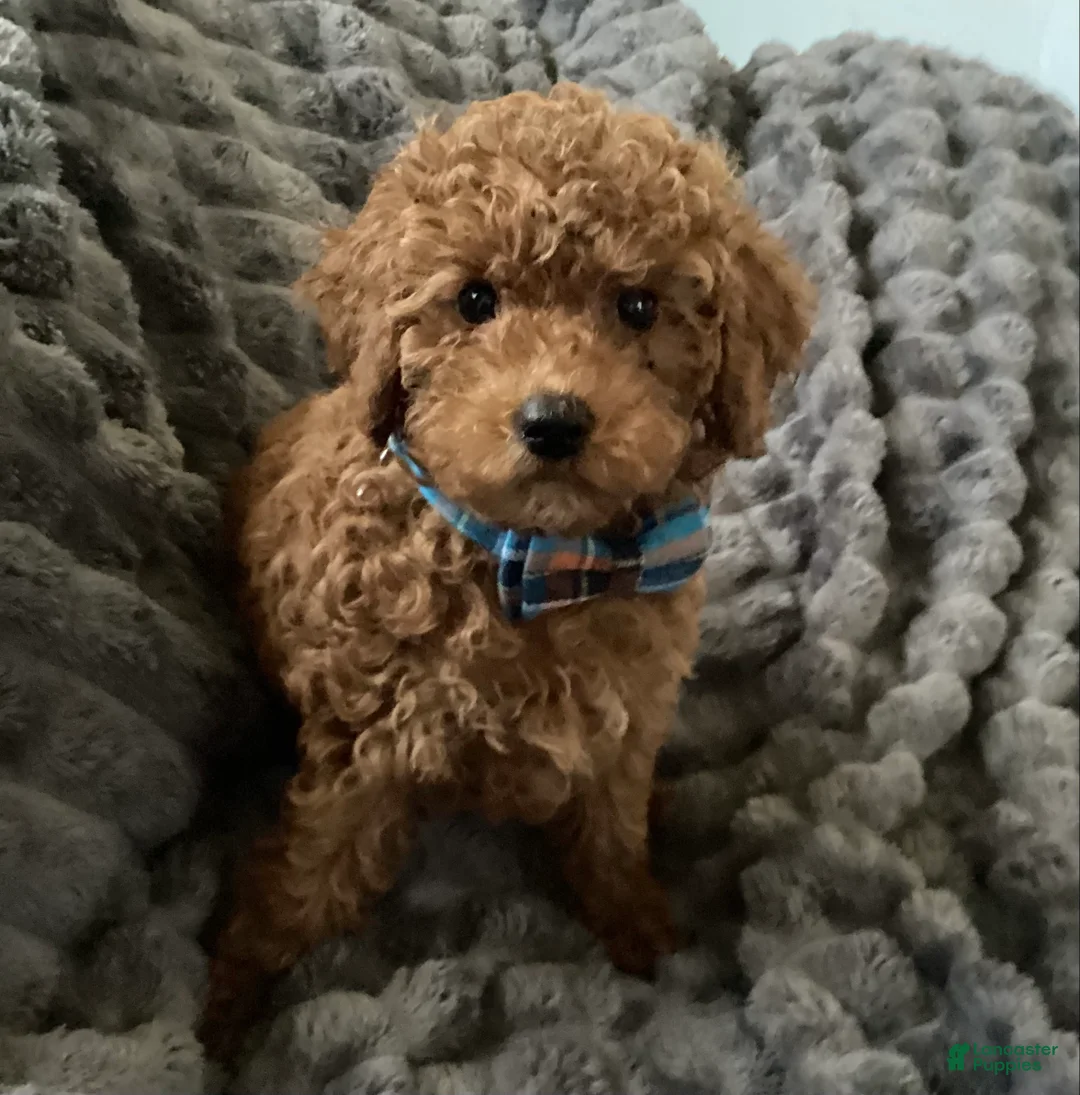 Toy Poodle dogs for sale: Bear  - Ad 1
