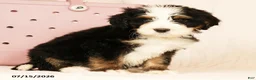 Bernedoodle dogs for sale: Rusty - Ad 6