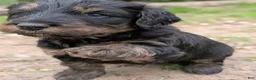 Mixed Breed dogs for sale: Jean Luc - Ad 4