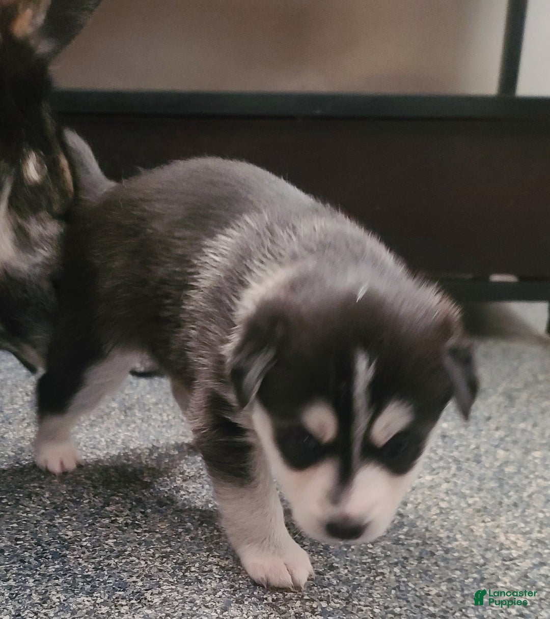 Pomsky dogs for sale: Daisy - Ad 1