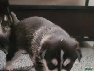 Pomsky dogs Daisy - Ad 36