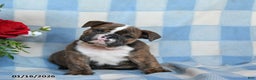 English Bulldog dogs for sale: Mccoy - Ad 1