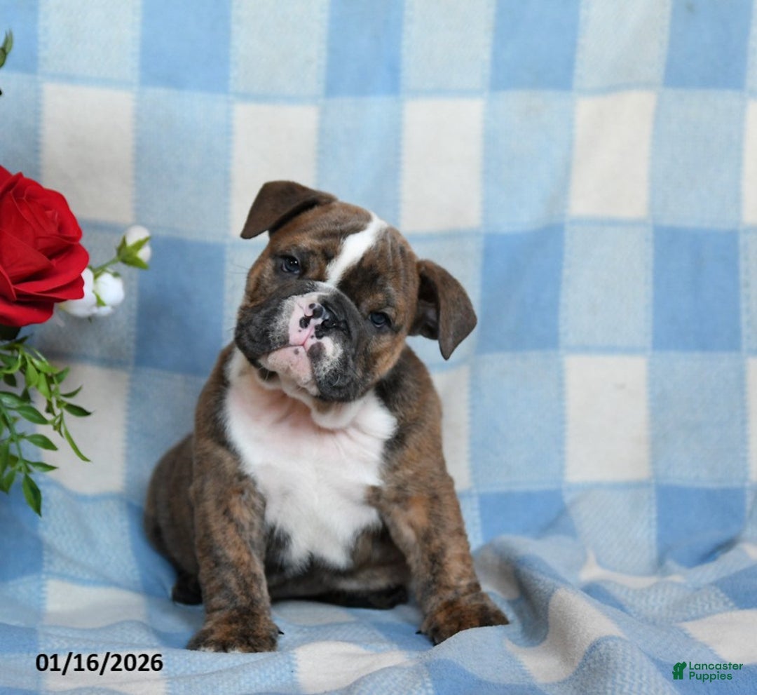 English Bulldog dogs for sale: Mccoy - Ad 1