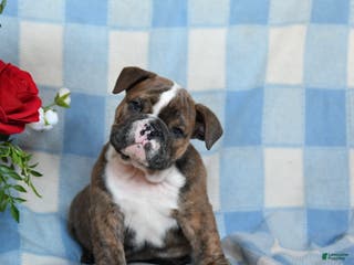 English Bulldog dogs Mccoy - Ad 30
