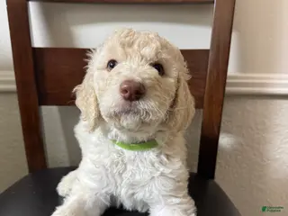 Labradoodle dogs Labradoodle Puppy 3 - Ad 6