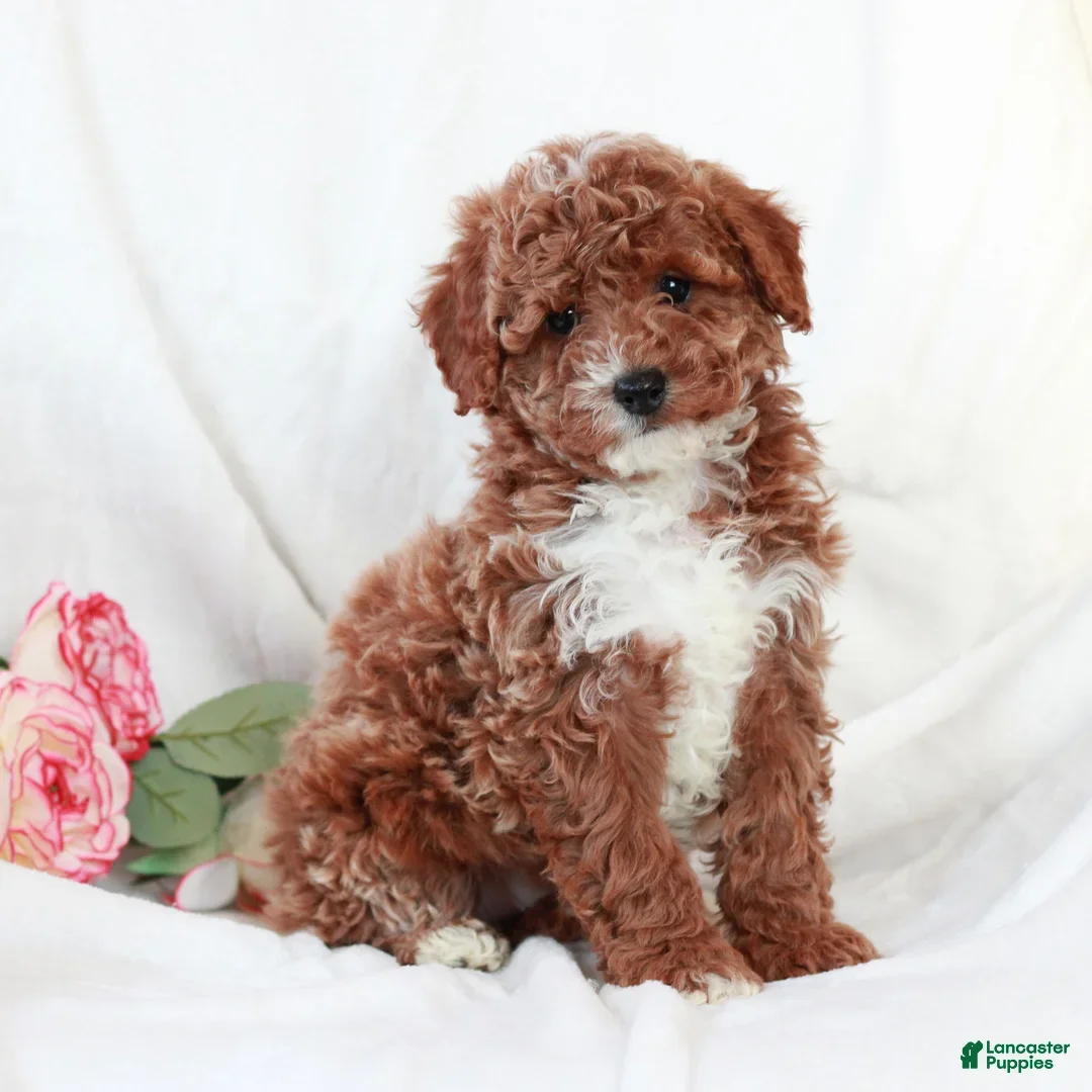 Cavapoo dogs for sale: Lincoln - Ad 2