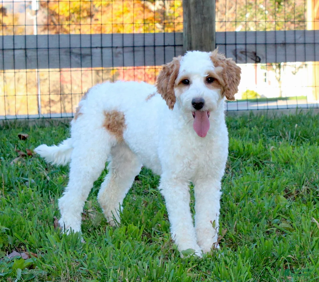 Mini Goldendoodle dogs for sale: Arlo - Ad 5