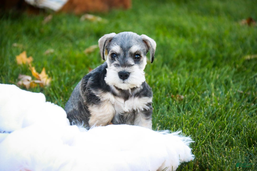 Miniature Schnauzer dogs for sale: Nicholas - Ad 9
