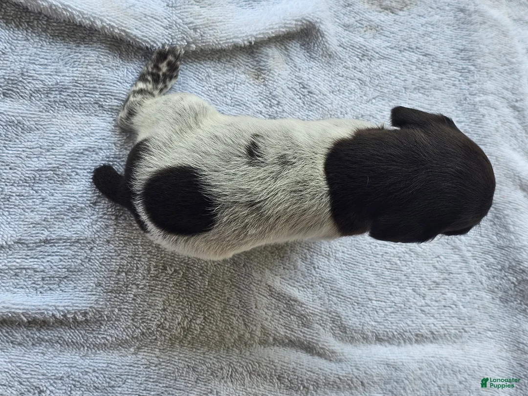 German Shorthaired Pointer dogs for sale: July - Ad 1