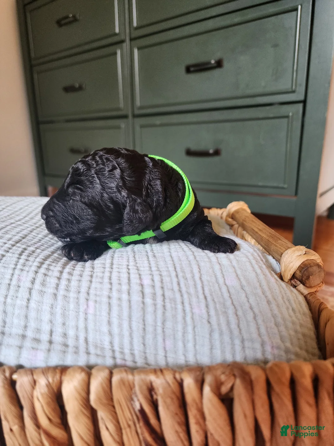 Mixed Breed dogs for sale: Apollo - Ad 2