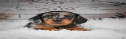 Miniature Dachshund dogs for sale: AKC-Hero - Ad 6