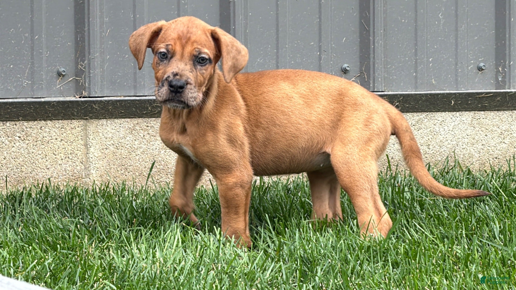 Mixed Breed dogs Maddy - Ad 2