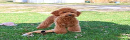 Mini Goldendoodle dogs for sale: Victoria  - Ad 7