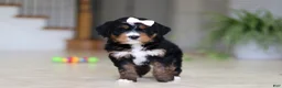 Mini Bernedoodle dogs for sale: Mia - Ad 6