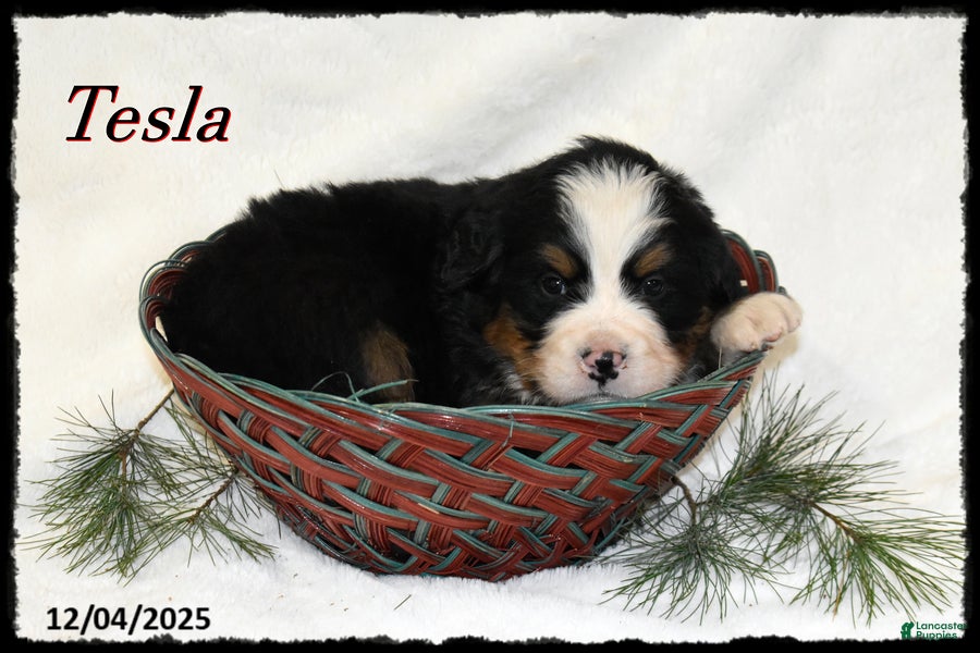 Bernese Mountain Dog dogs Tesla - Ad 19