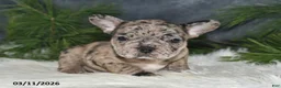 Frenchton dogs for sale: Felisa - Ad 5
