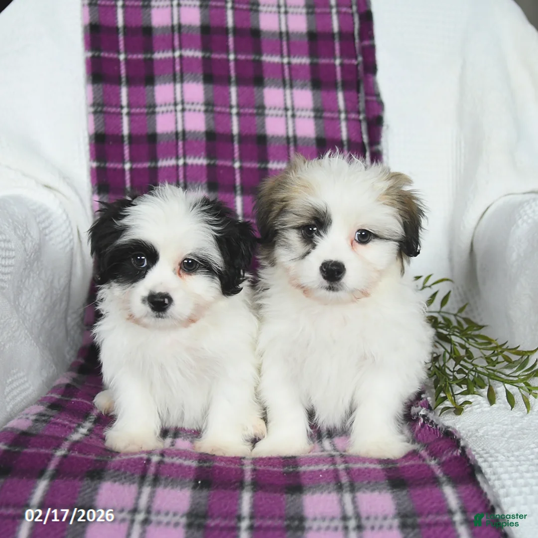 Teddy Bear dogs for sale: Wilbur - Ad 5