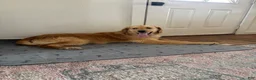 Golden Retriever dogs for sale: Gary - Ad 2
