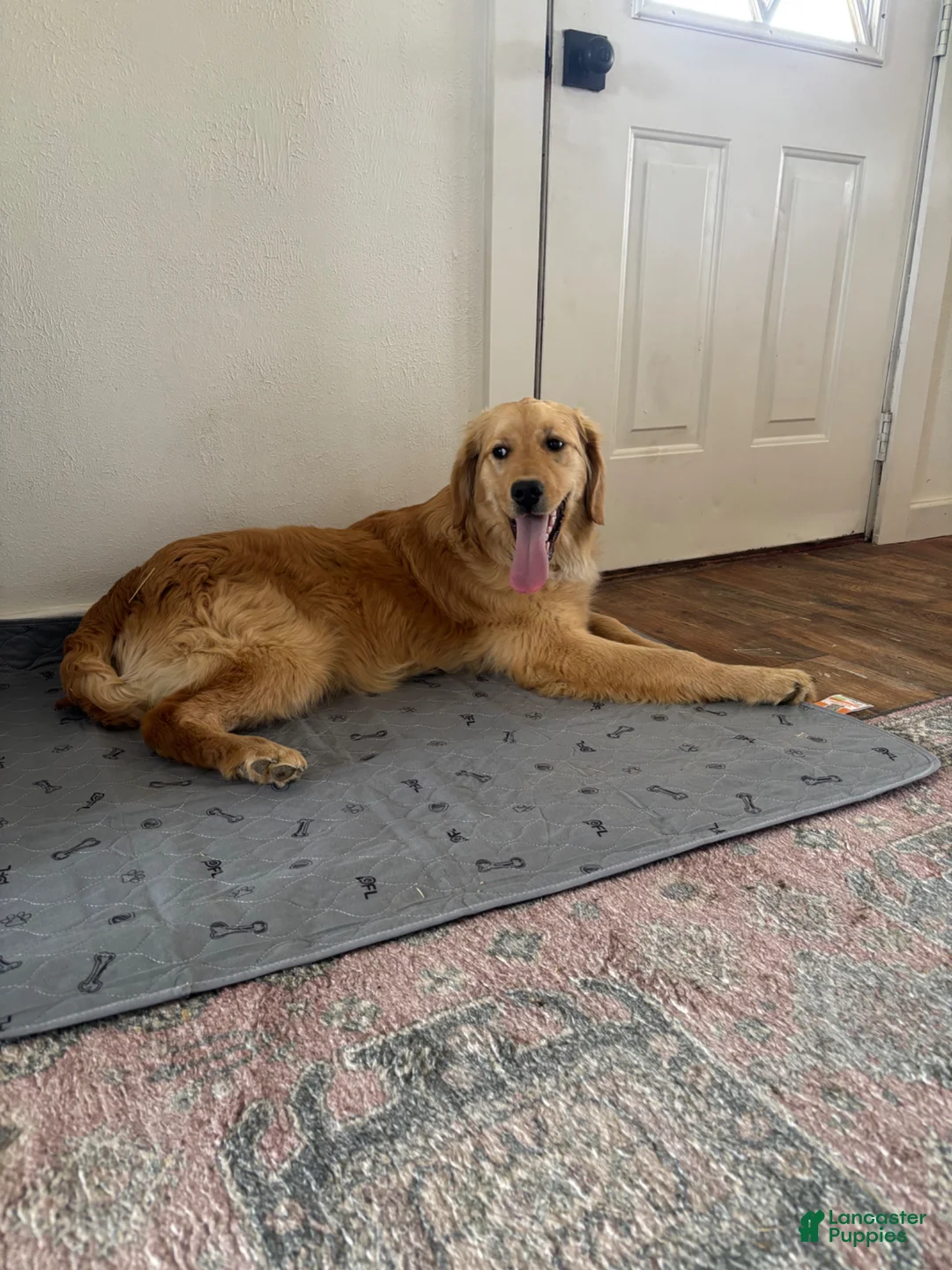 Golden Retriever dogs for sale: Gary - Ad 2
