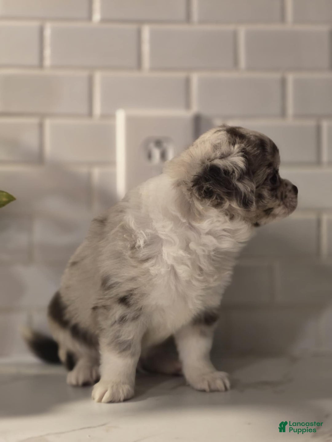 Chihuahua dogs for sale: Donnie - Ad 3