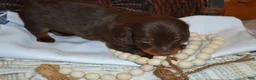 Dachshund dogs for sale: Snoopy - Ad 4
