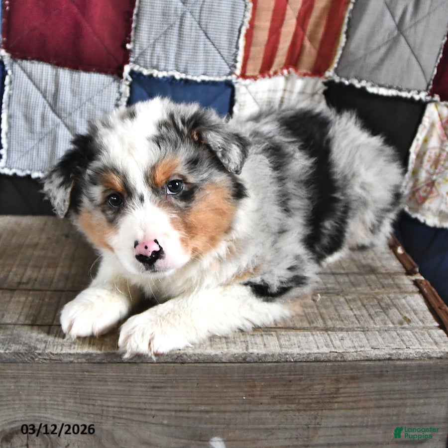 Australian Shepherd dogs Oak - Ad 2