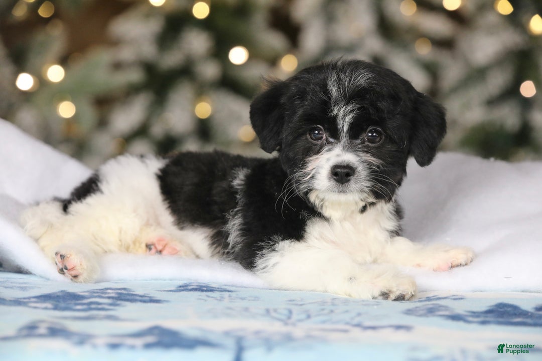 Teddy Bear dogs for sale: Noelle - Ad 39