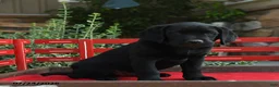 Labrador Retriever dogs for sale: Baden - Ad 4