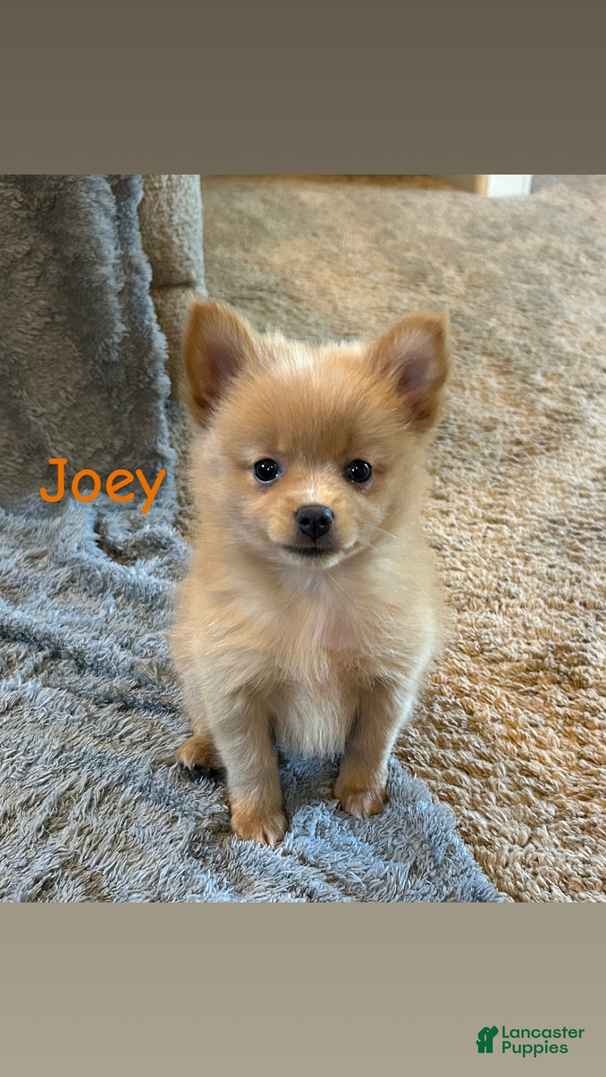 Pomeranian dogs for sale: Joey - Ad 2