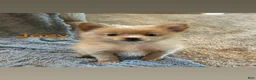 Pomeranian dogs for sale: Joey - Ad 1